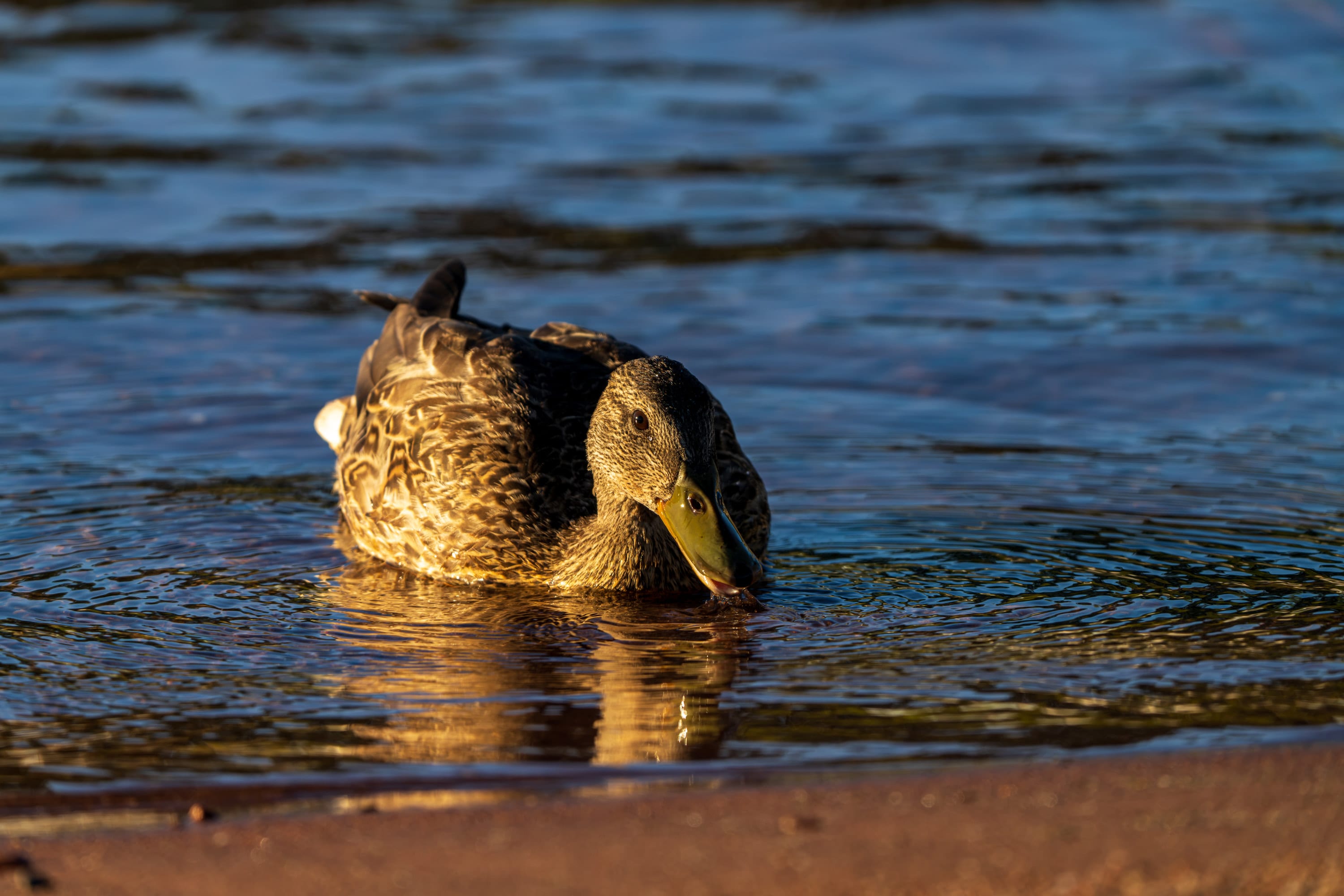 A mallard hen dabbles at the water's edge, her reflection gold in the low sun.