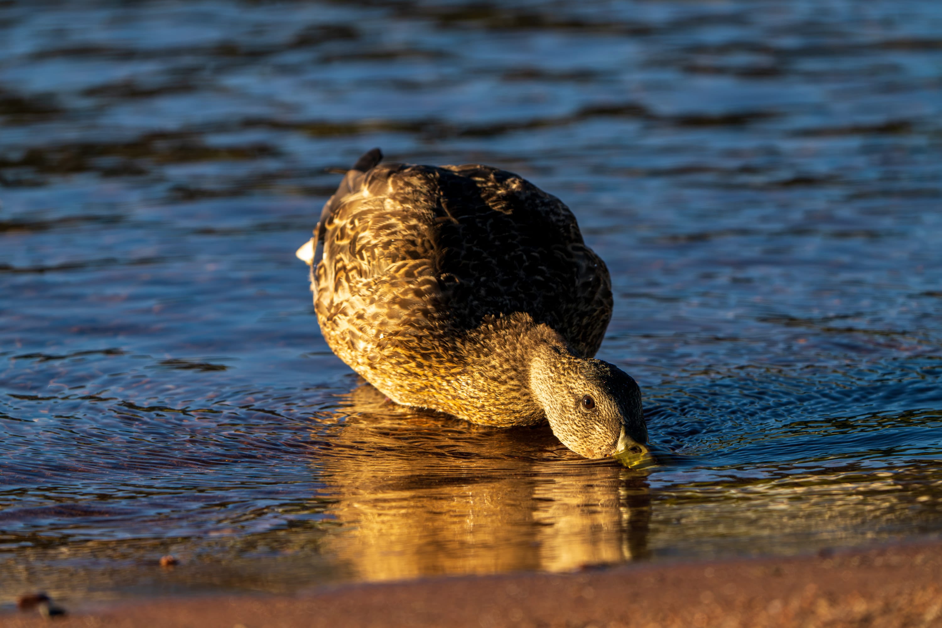 The hen dips her bill into the shallows, her feathers lit warm.
