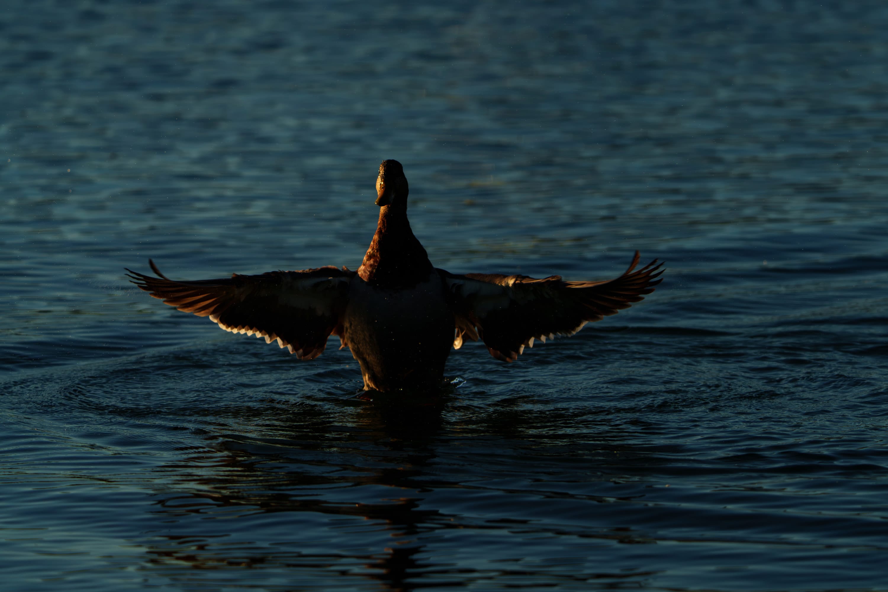 Silhouette of a mallard rising on the water, wings spread wide.