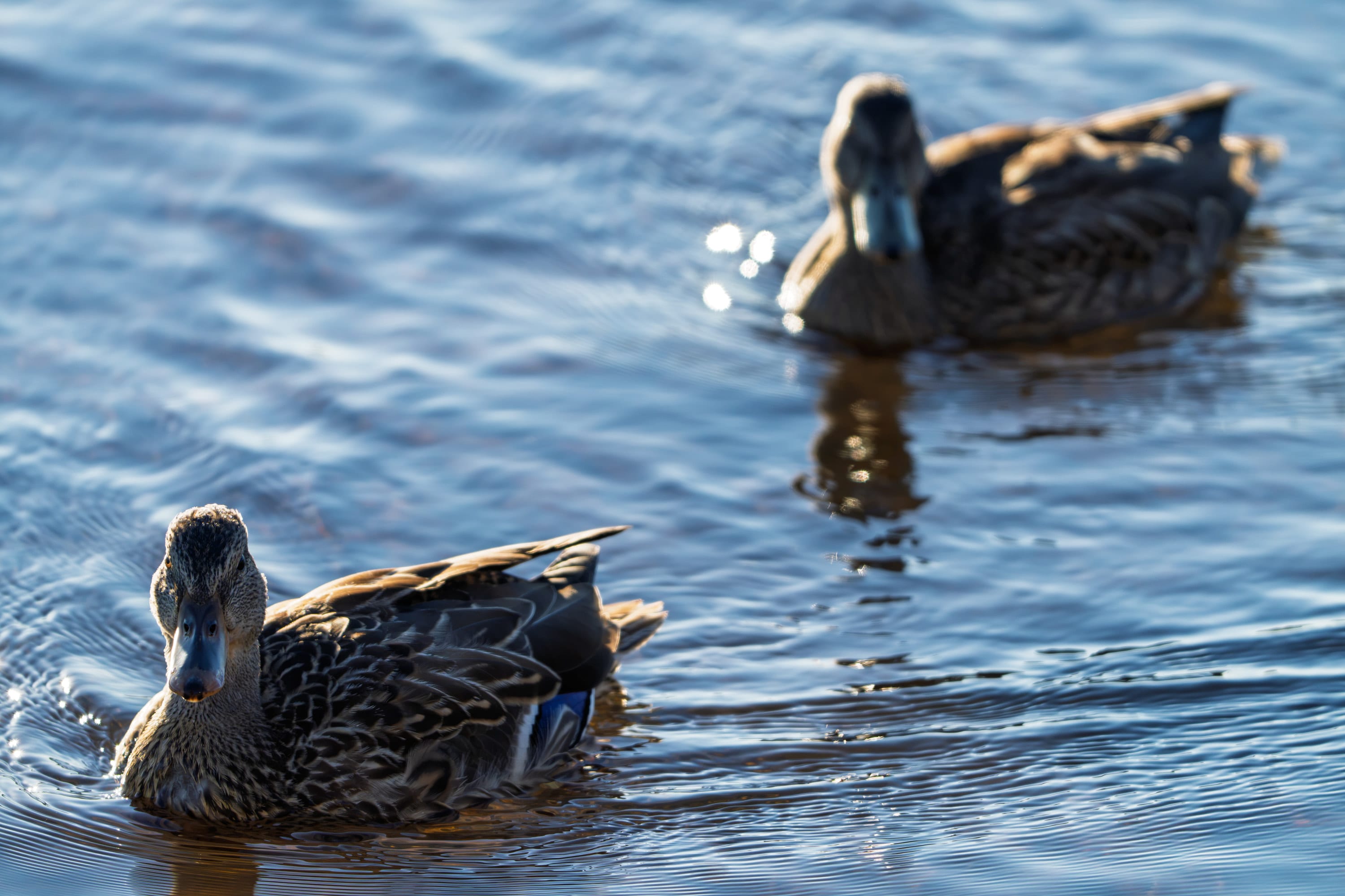 Two mallard hens swim through rippled blue water, one looking straight at the camera.