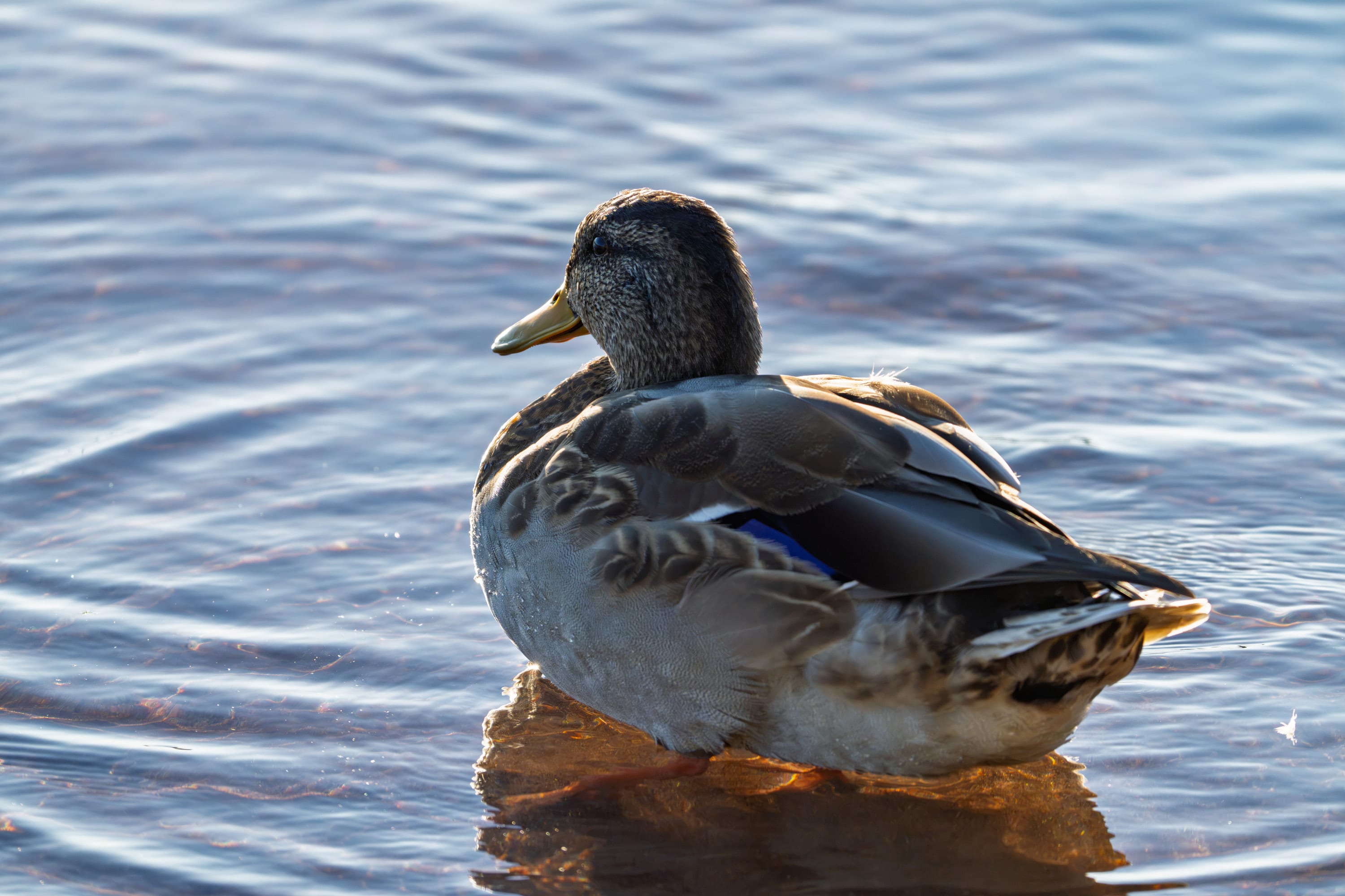 A mallard hen floats on blue ripples, a flash of blue wing feathers showing.