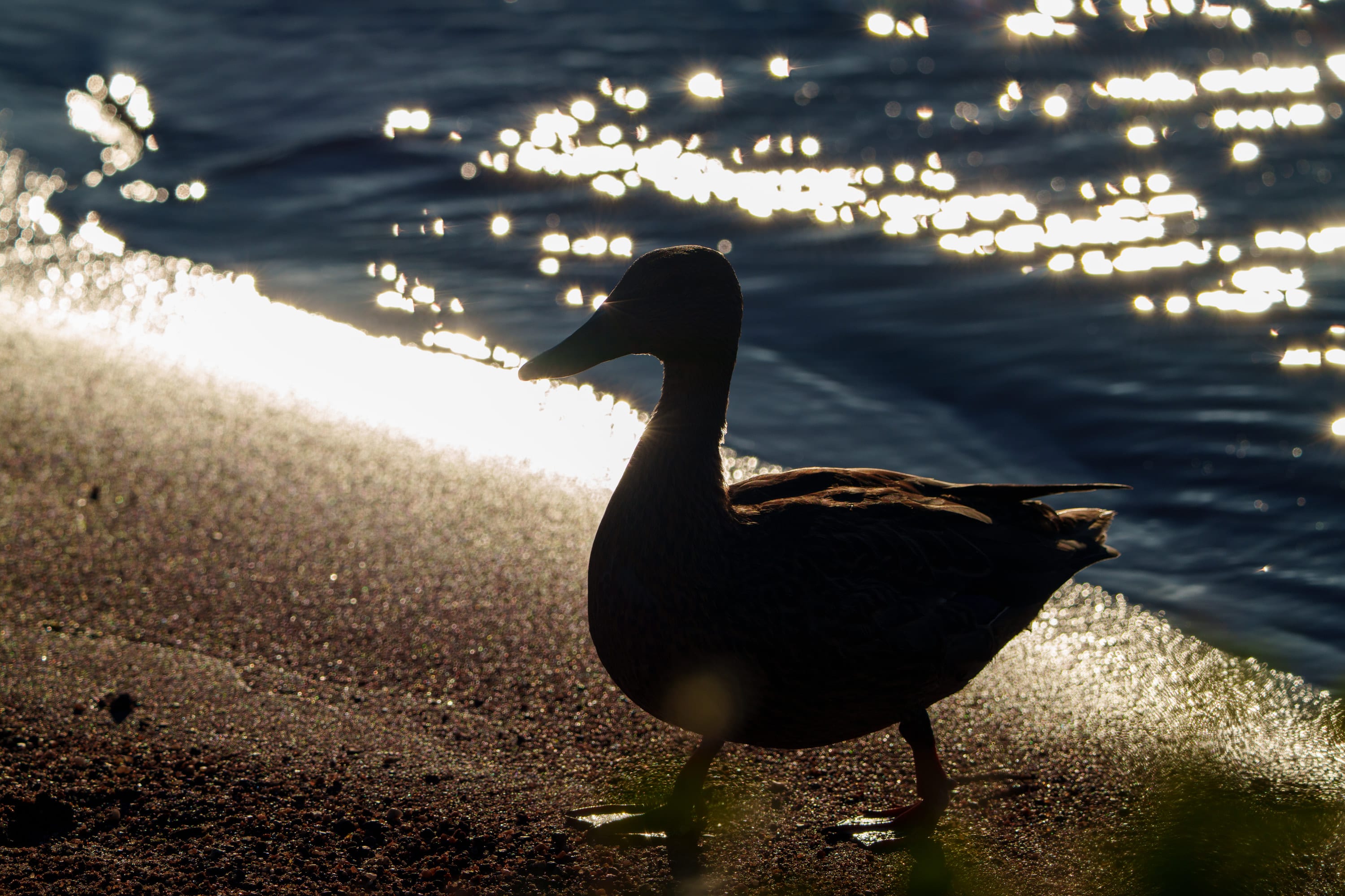 A mallard in silhouette walks along the shore, the water behind it glittering.