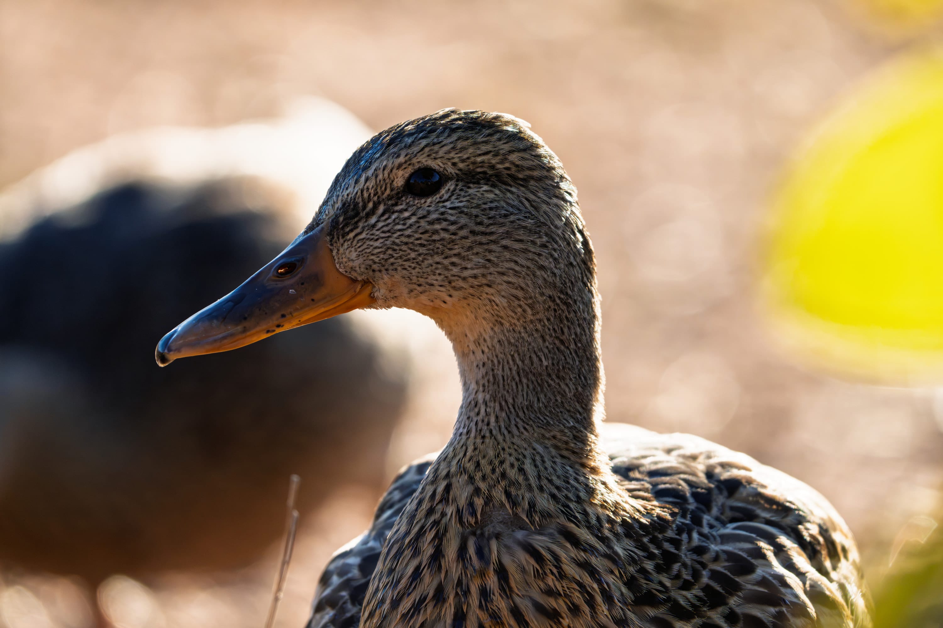 Close portrait of a mallard hen in profile, another duck blurred behind her and yellow leaves in front.