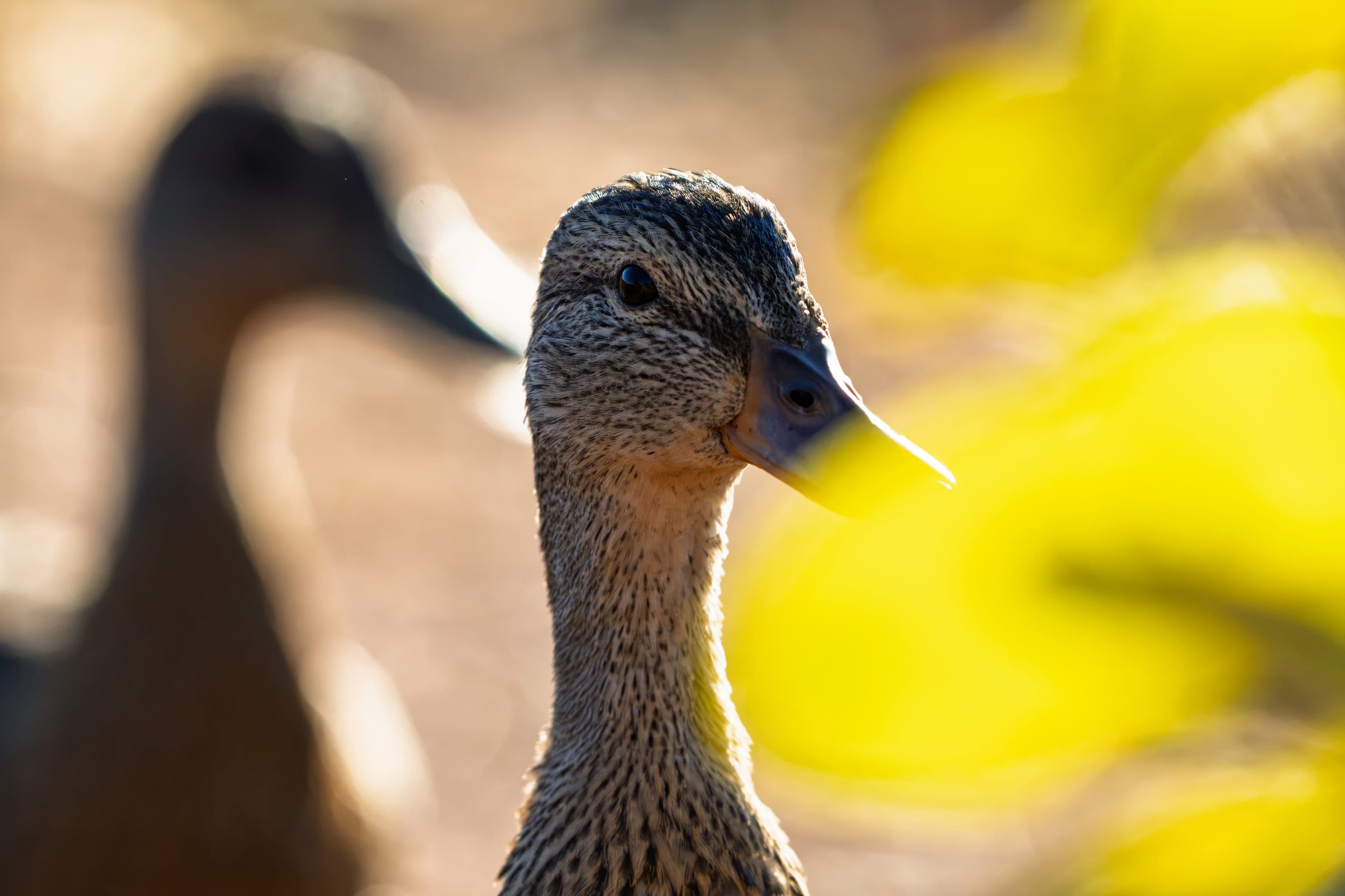 A mallard hen looks ahead past a blurred yellow leaf, a second duck soft behind her.