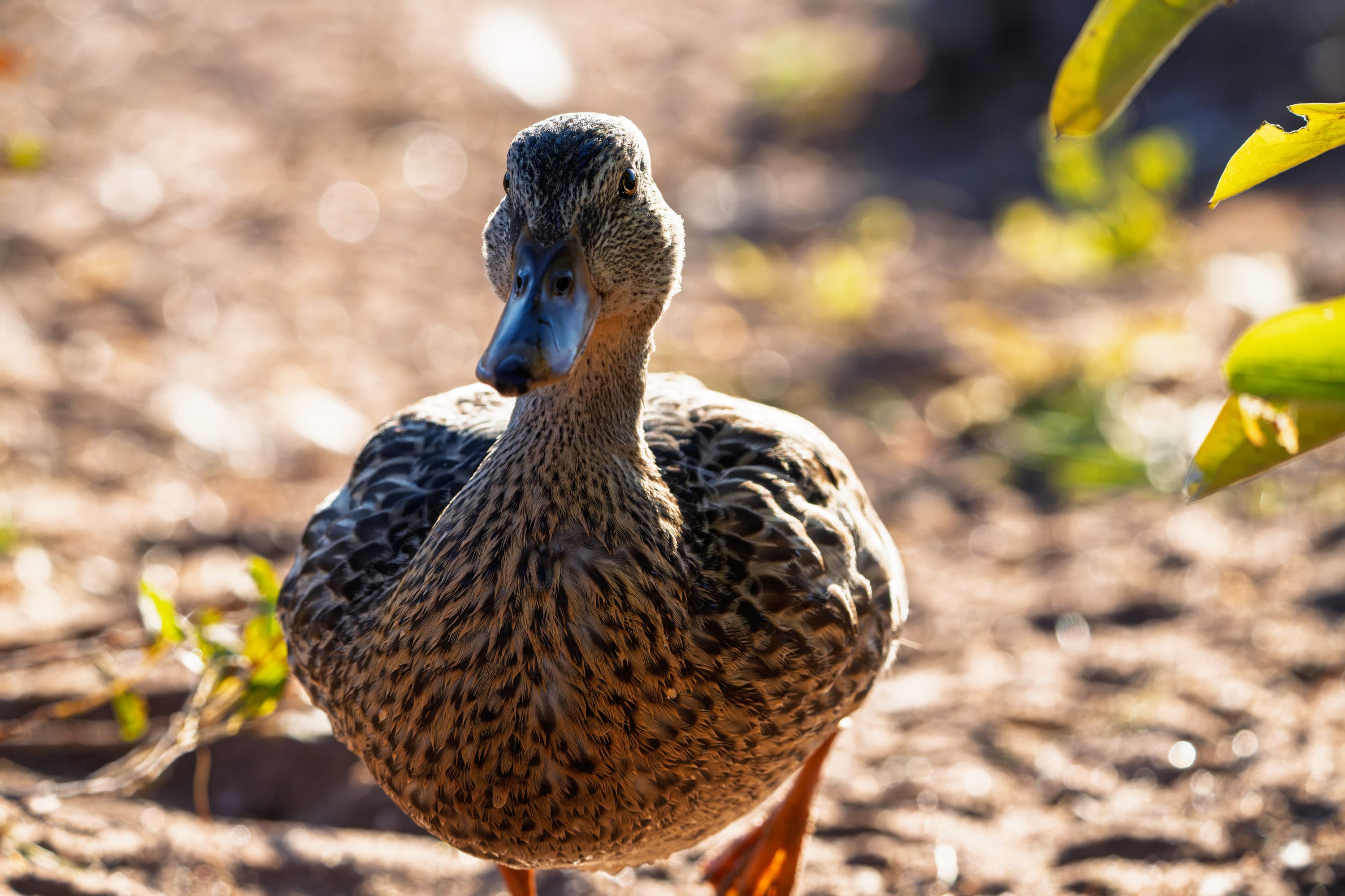 A mallard hen walks toward the camera across sunlit sand.