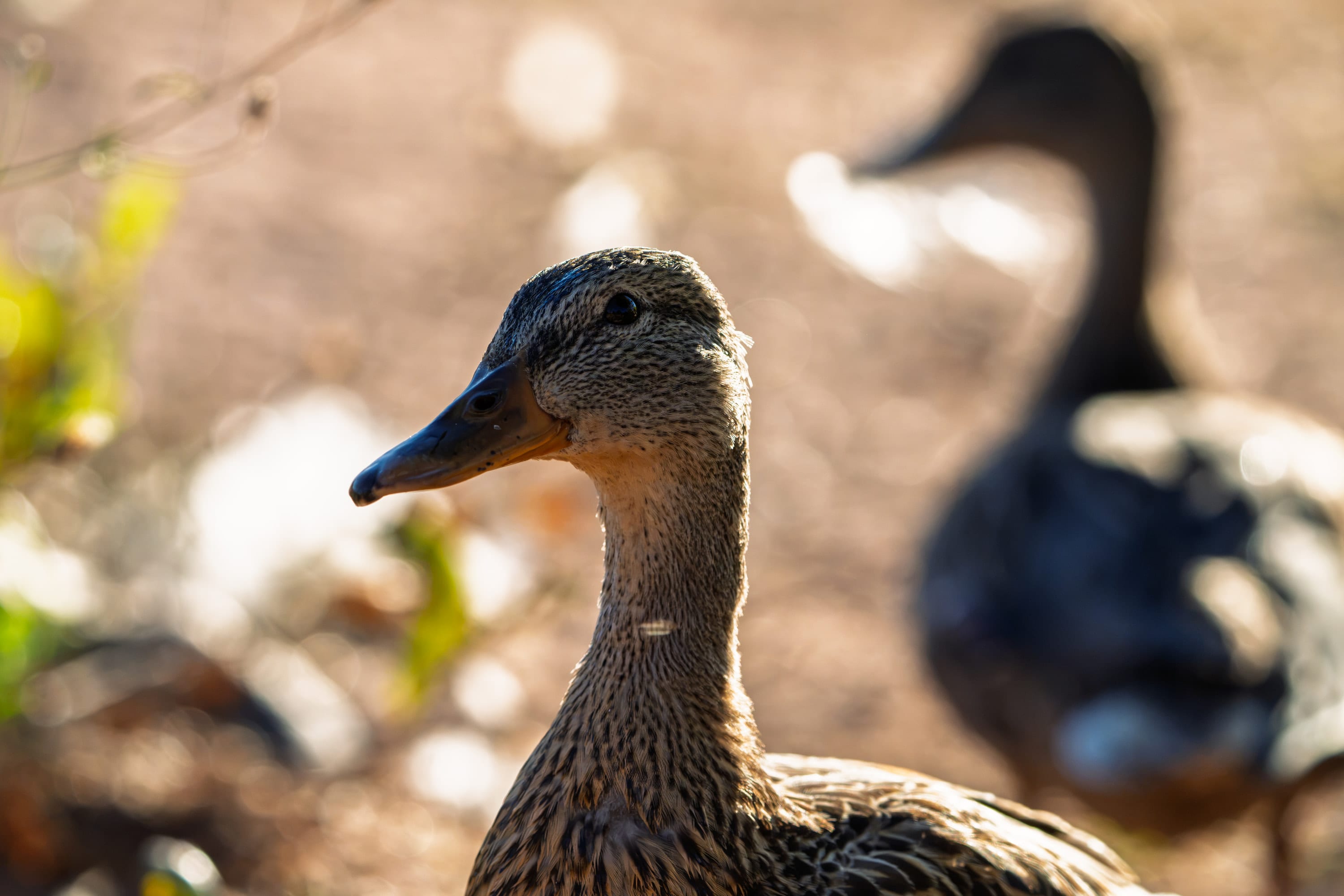 A mallard hen in profile on the bank, another duck out of focus behind her.