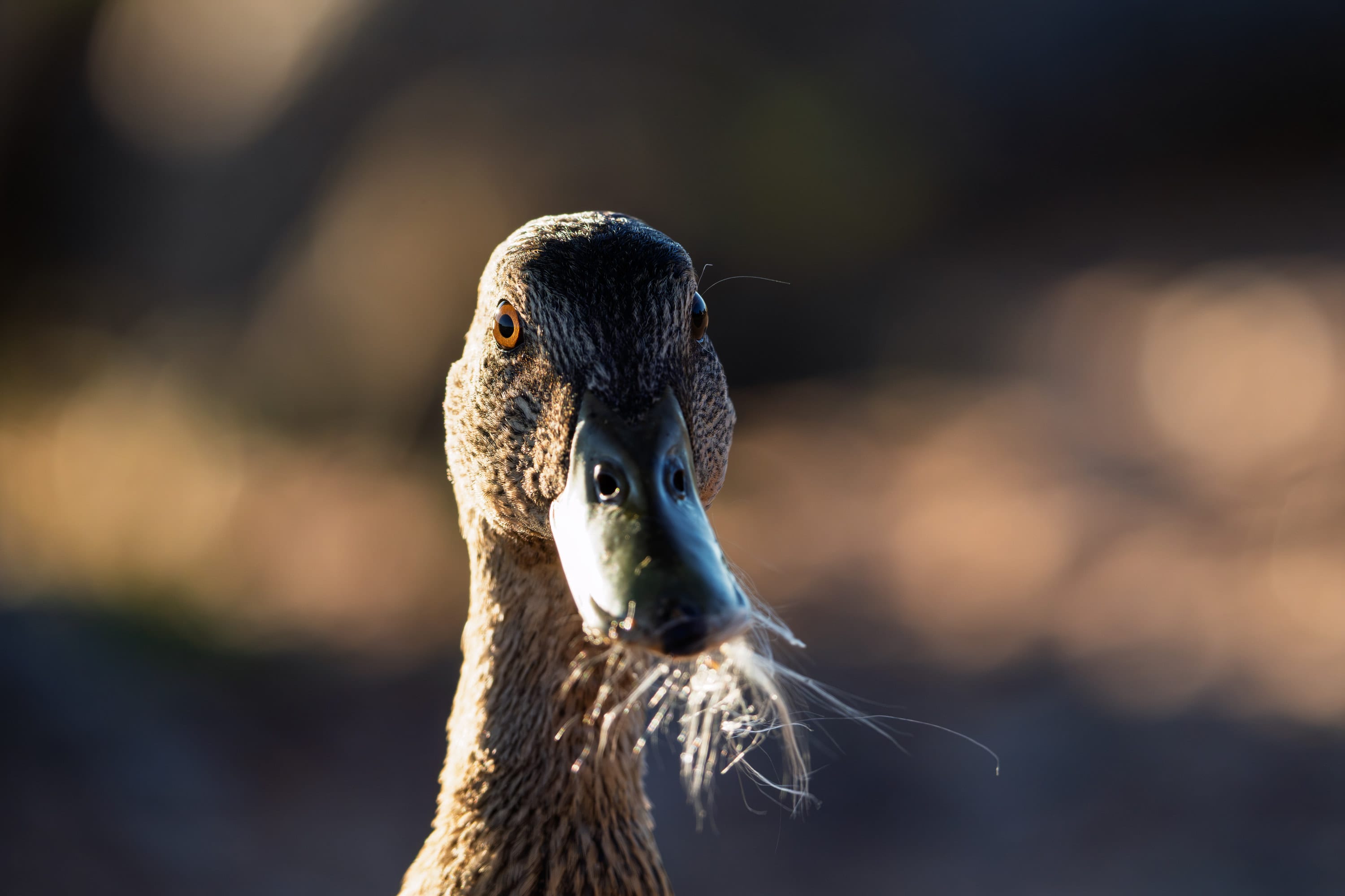 The hen faces the camera, wisps of down stuck to her bill.
