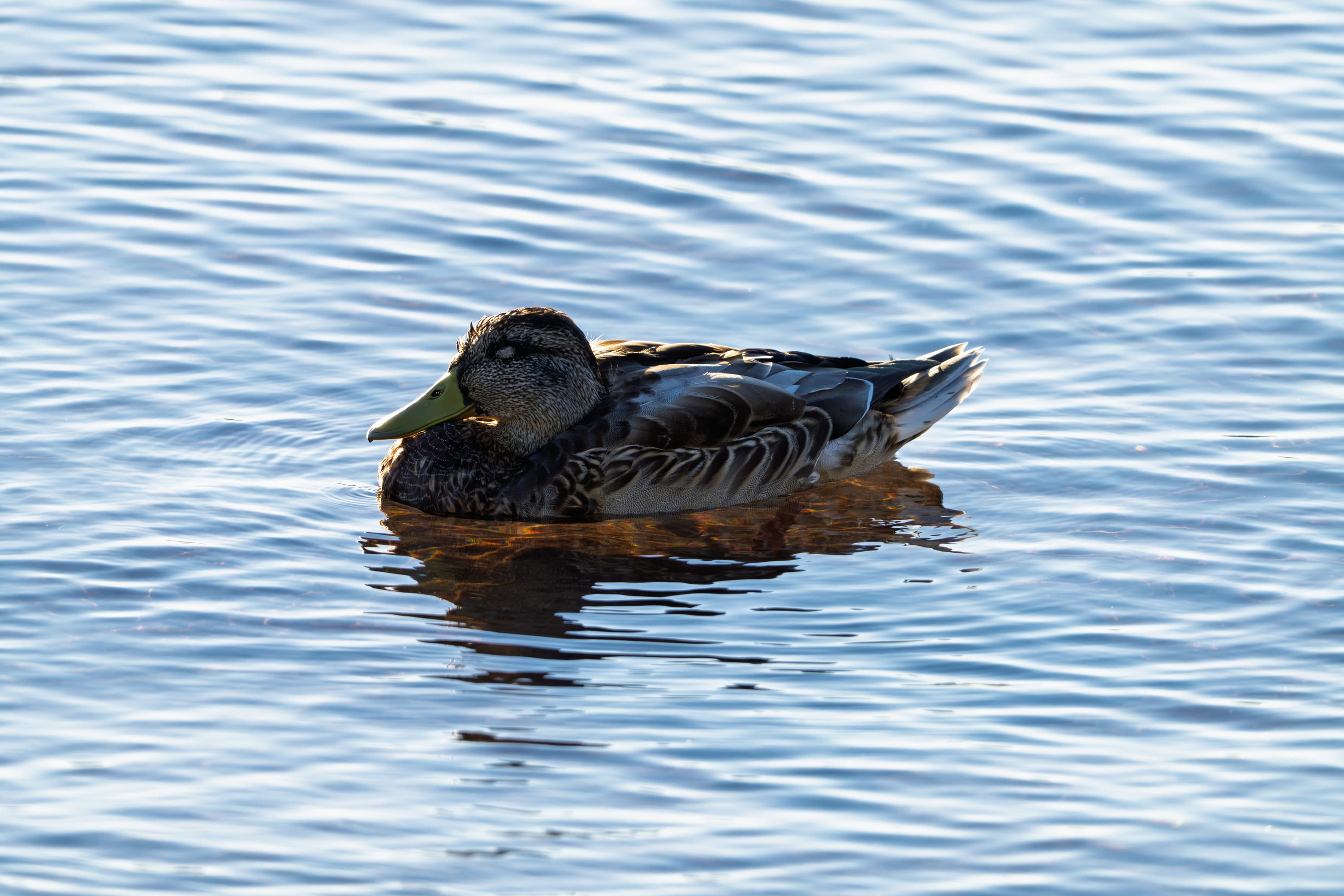 A mallard hen rests on rippled water, small in the frame.
