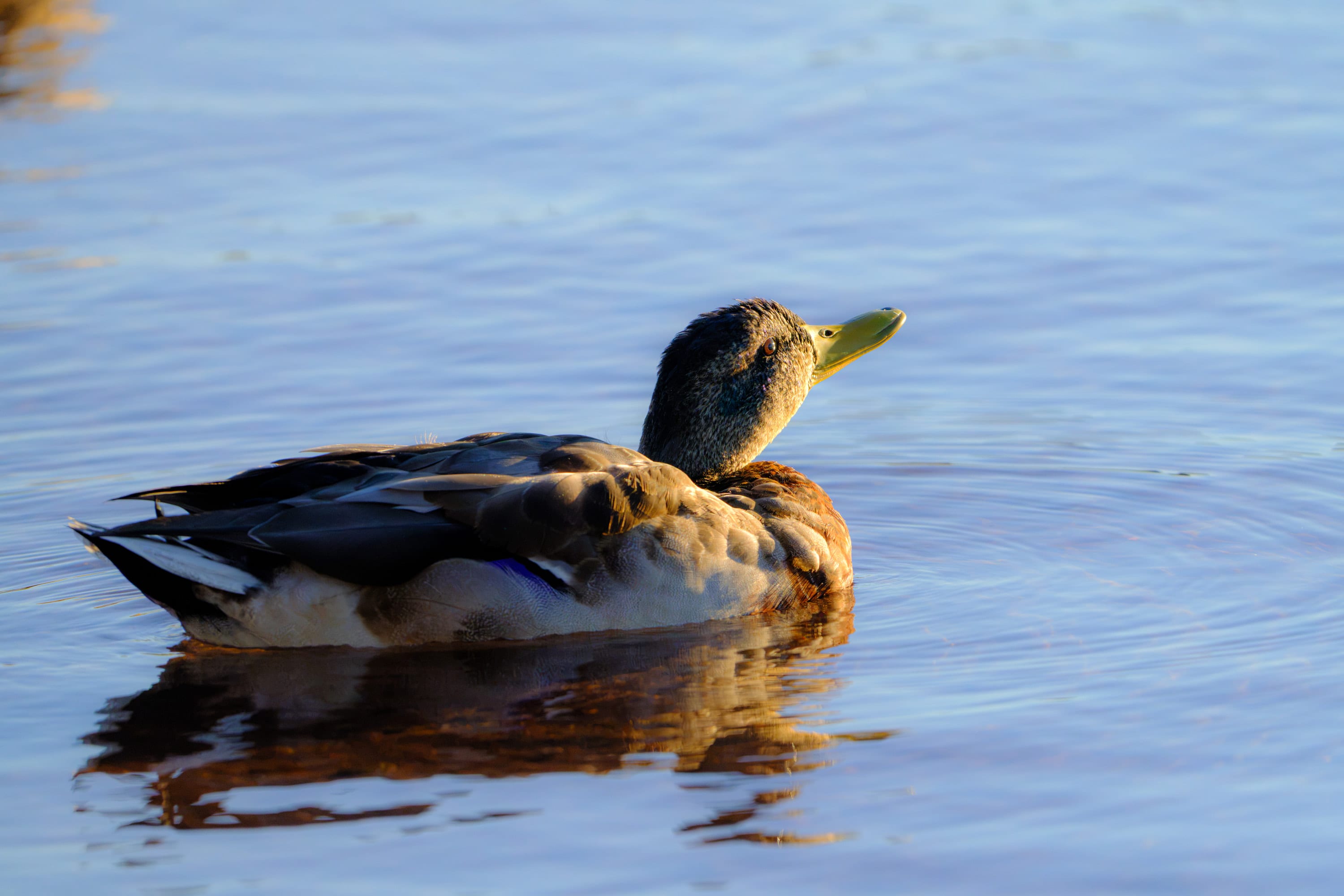 A young mallard swims across blue water, its reflection copper beneath it.