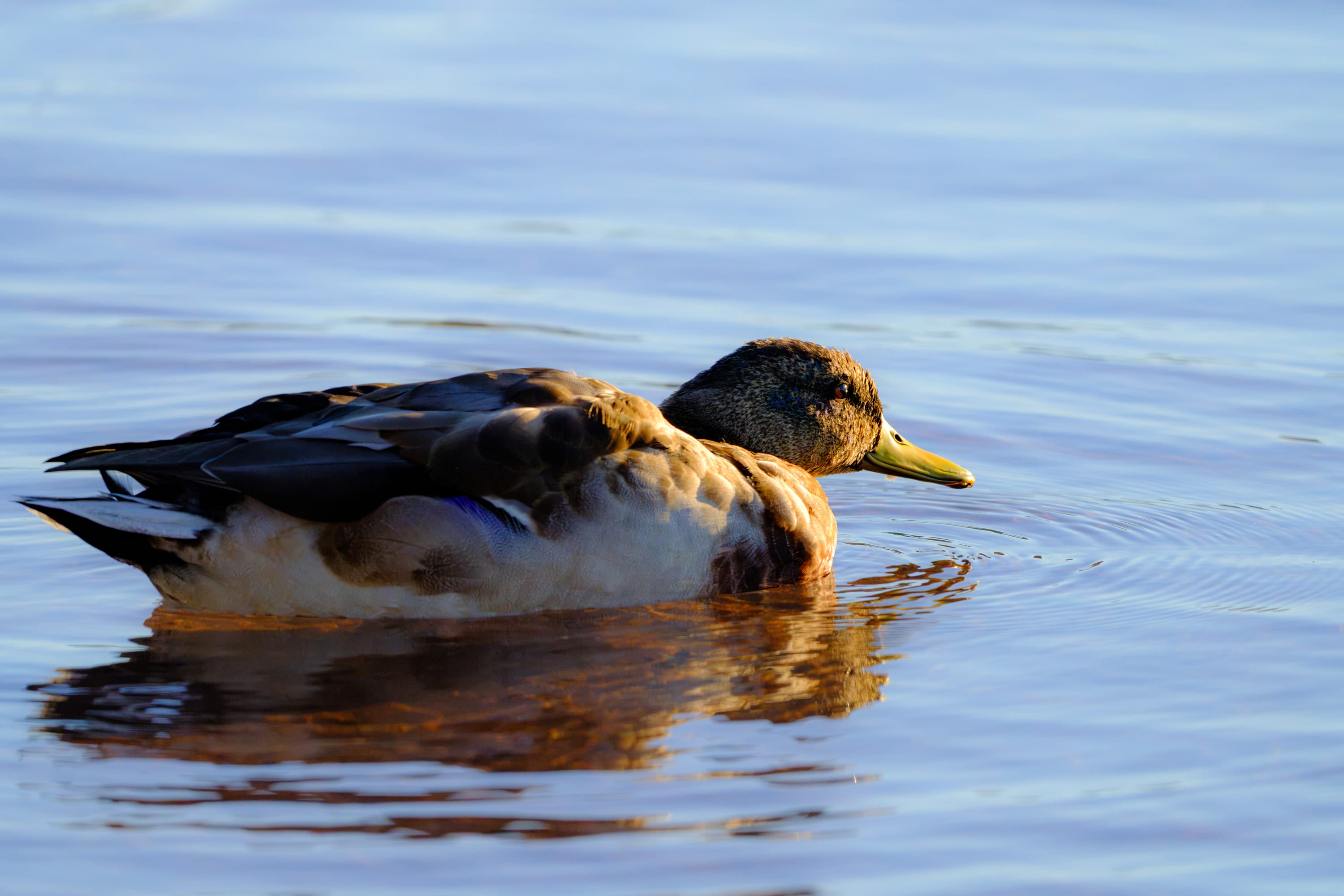 The young mallard glides on, rust and cream feathers glowing.