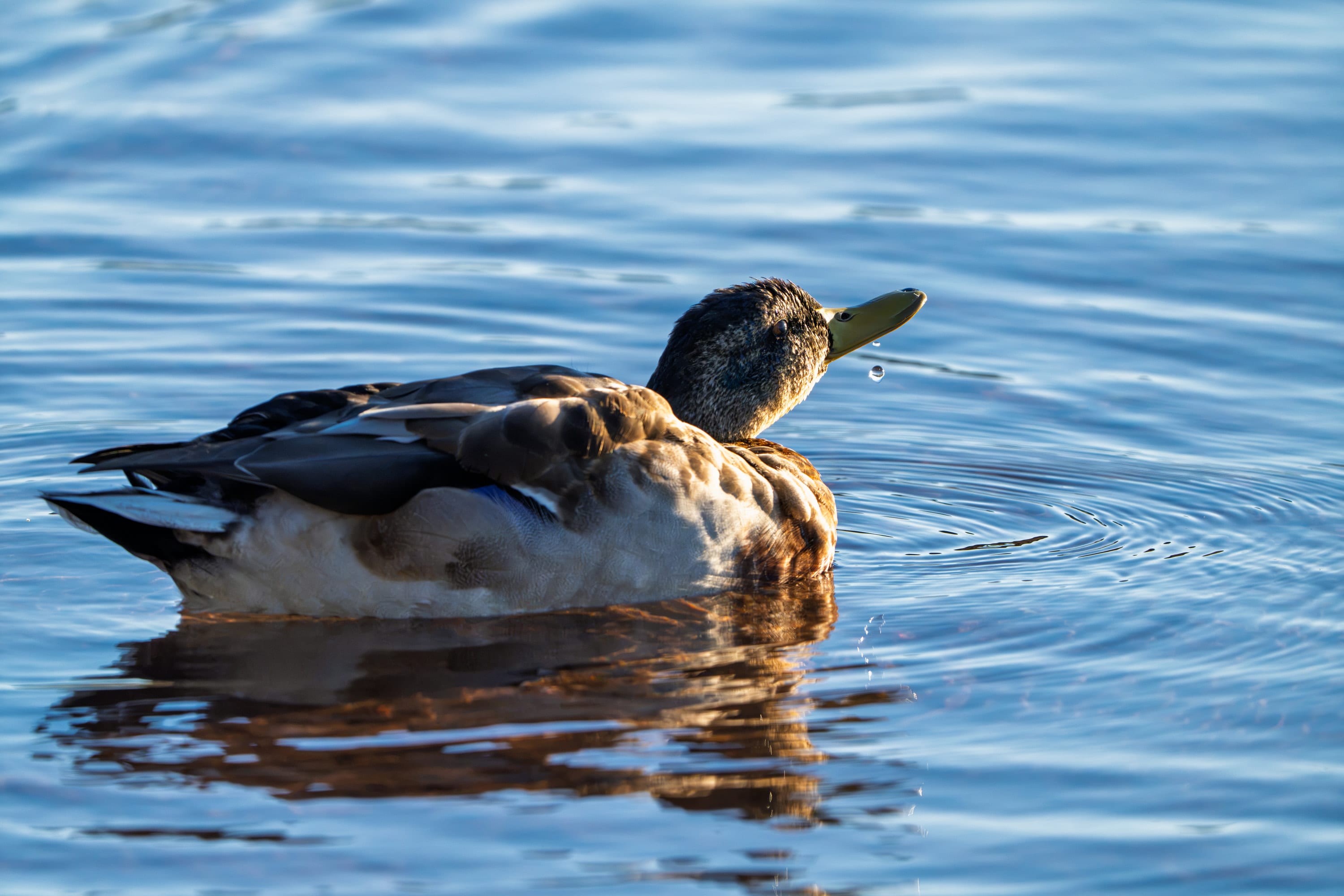 A mallard swims away from the ripples spreading around it.