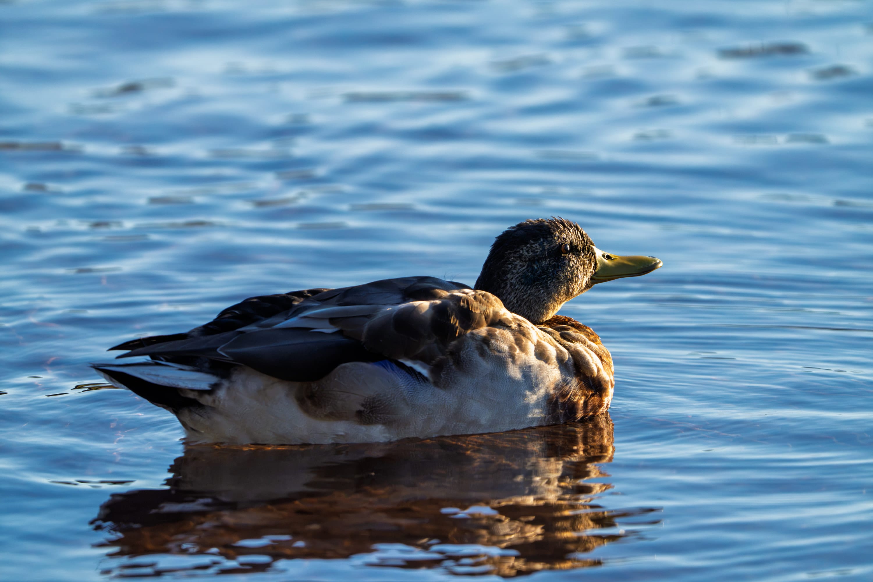 A mallard floats on blue water above its brown and cream reflection.