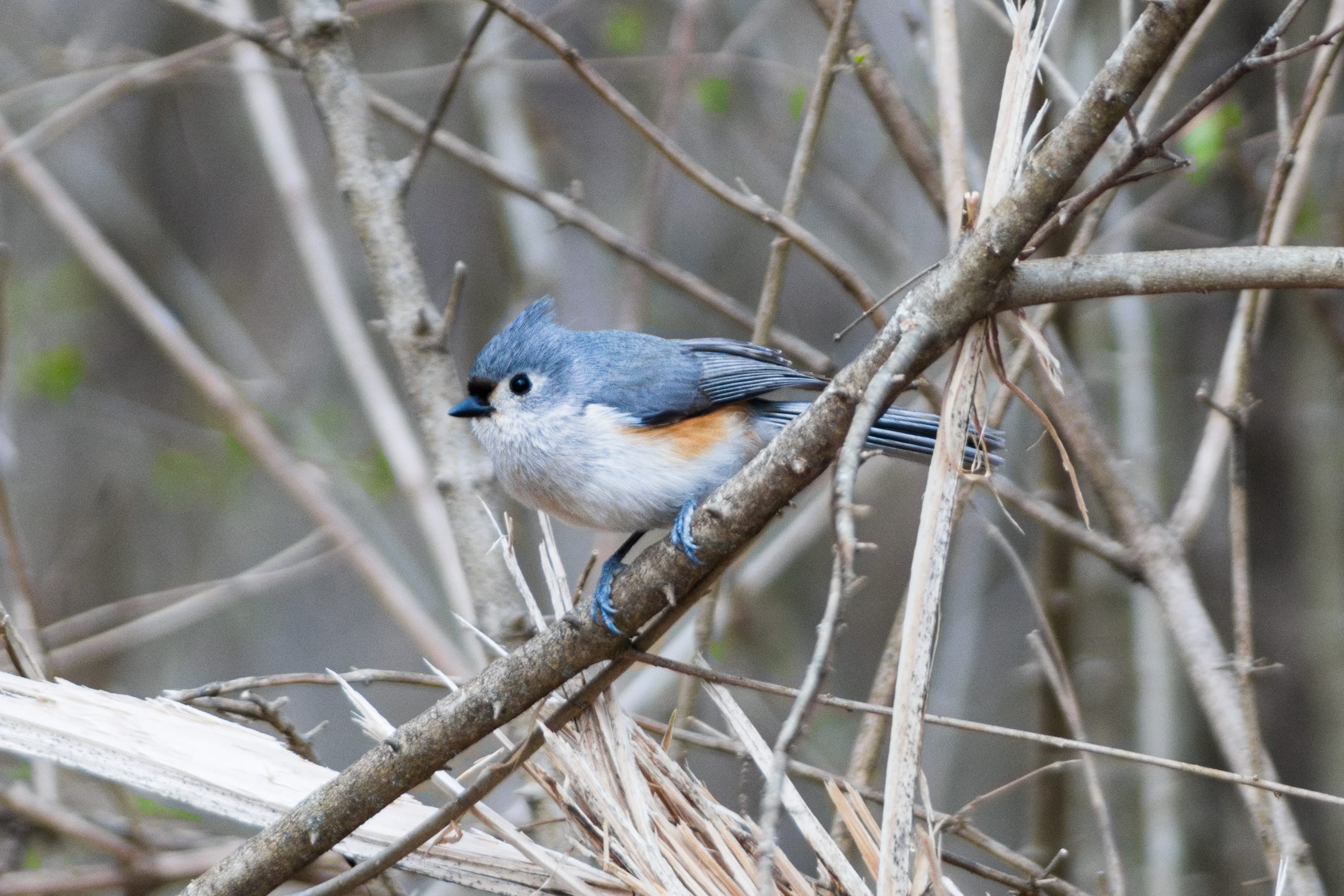 A tufted titmouse in a tangle of bare winter branches.