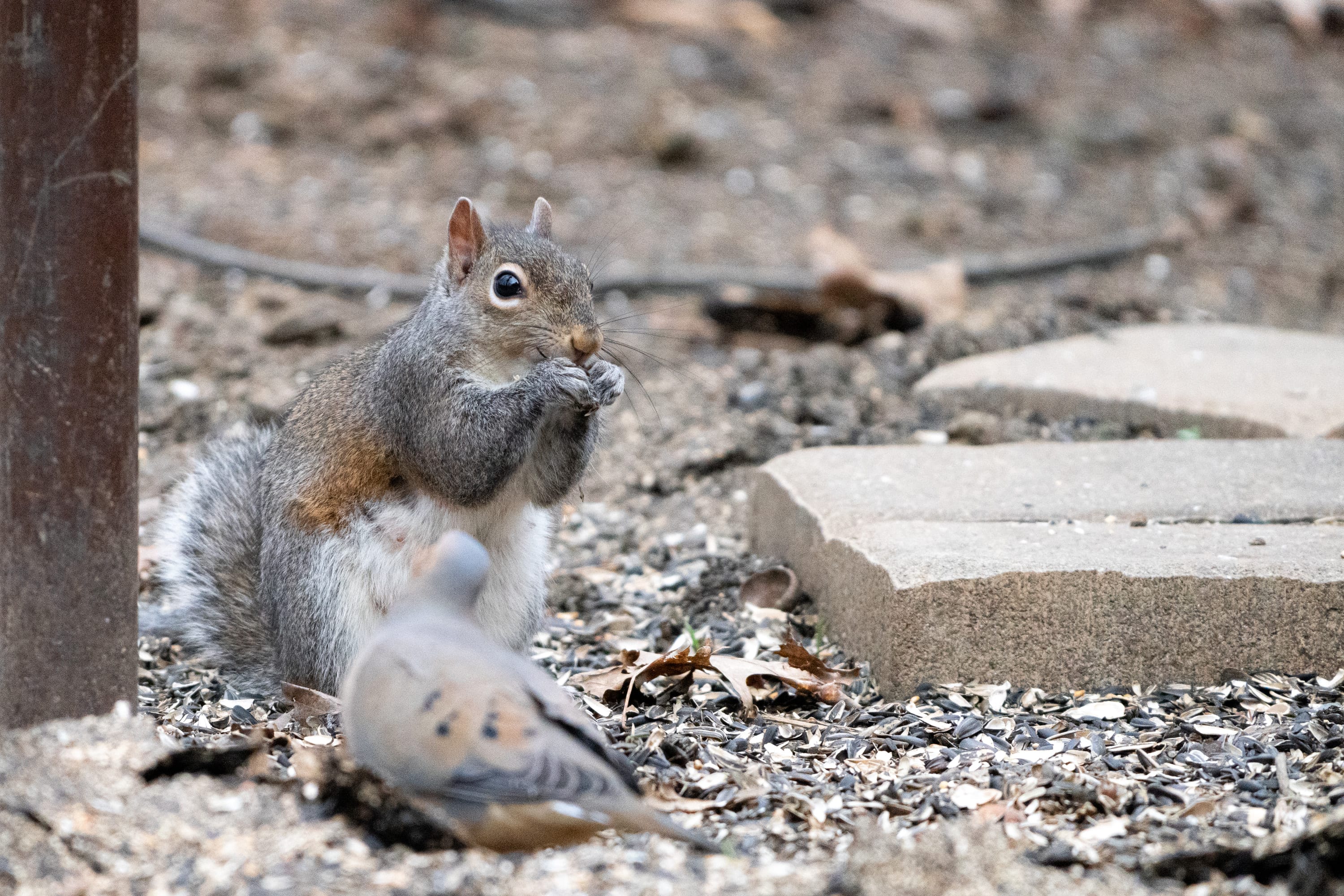 A grey squirrel sitting up on gravel next to a paving stone, eating.