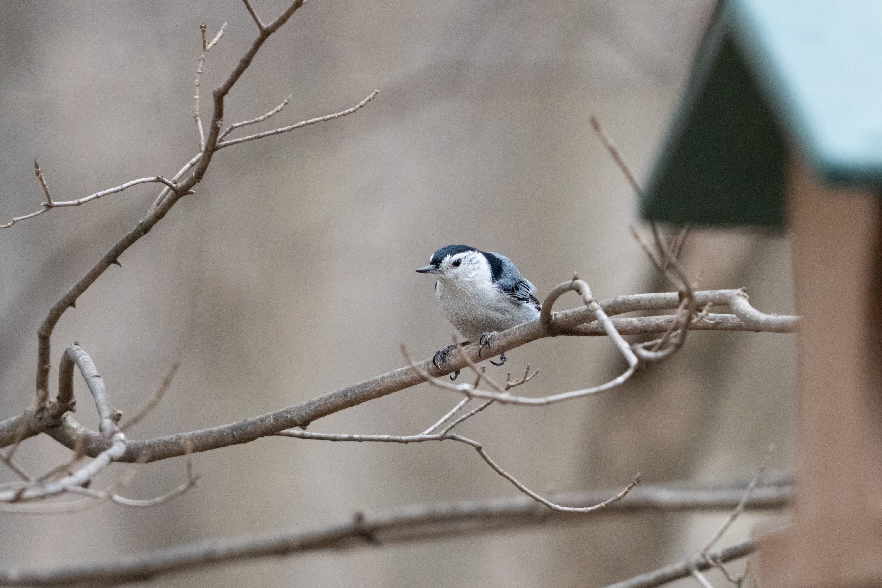 A white-breasted nuthatch on a bare branch beside the roof of a bird feeder.