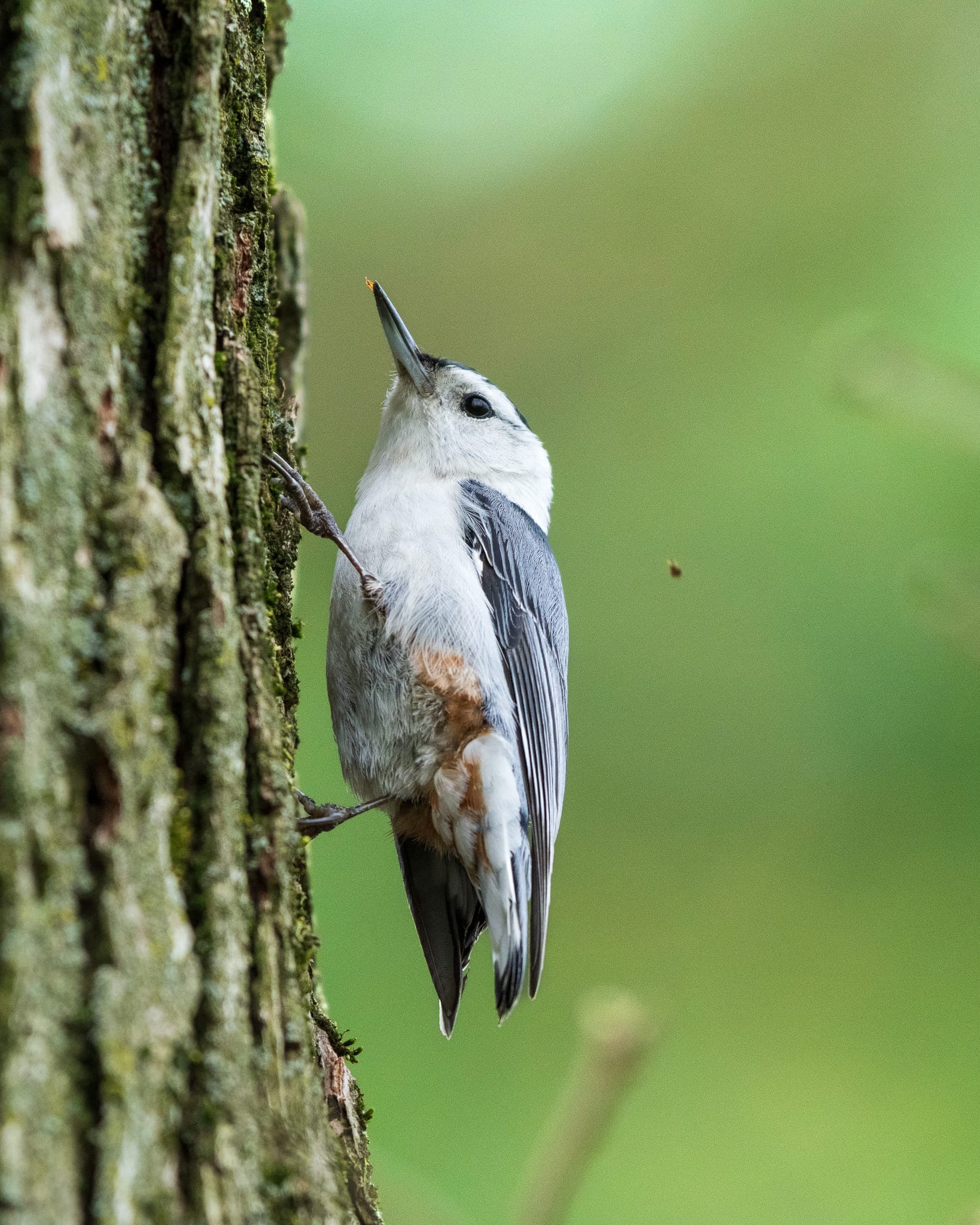 A white-breasted nuthatch clinging to the side of a tree trunk against a soft green background.
