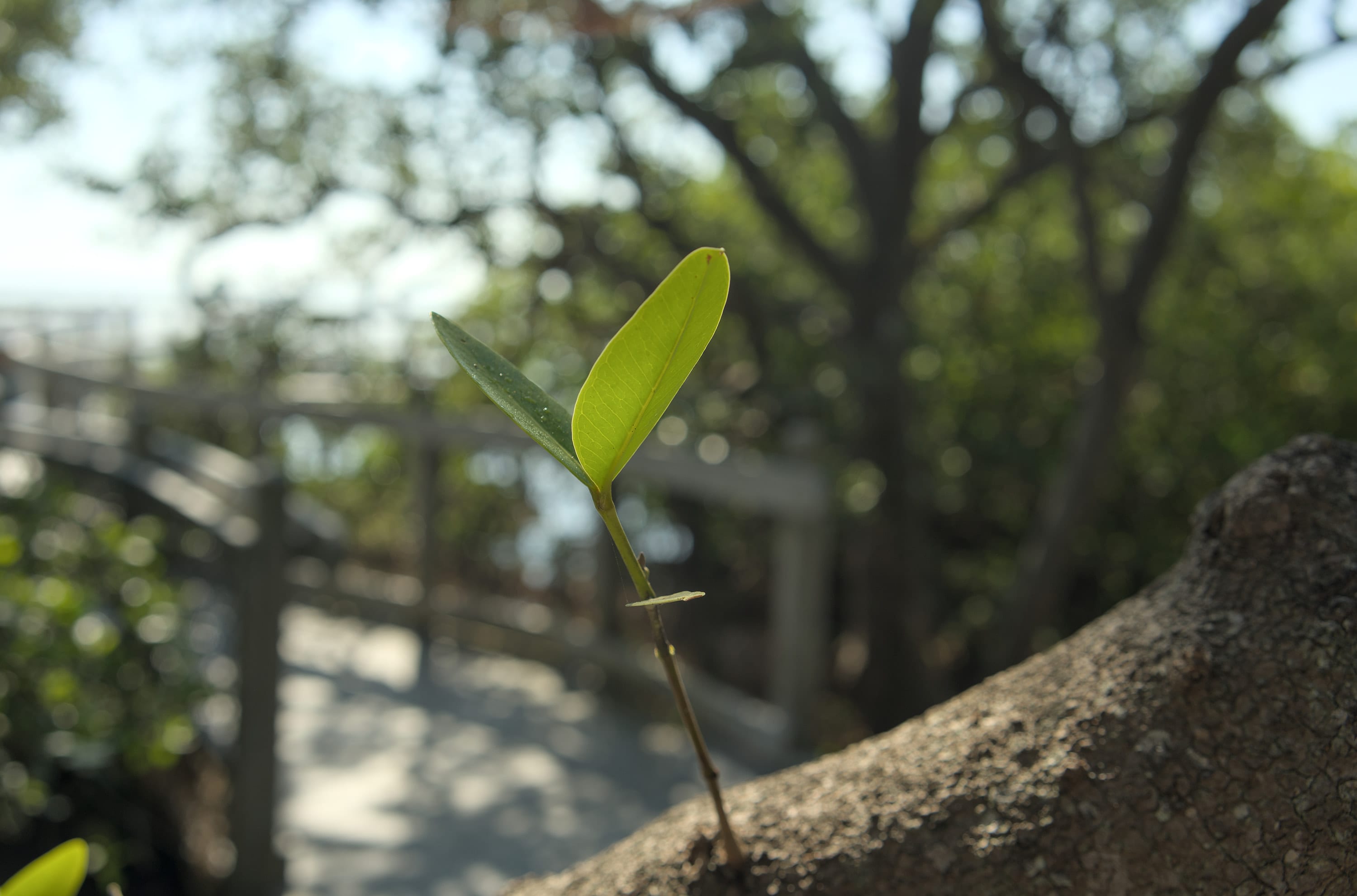 A single small green leaf in focus, a wooden boardwalk blurred behind it.