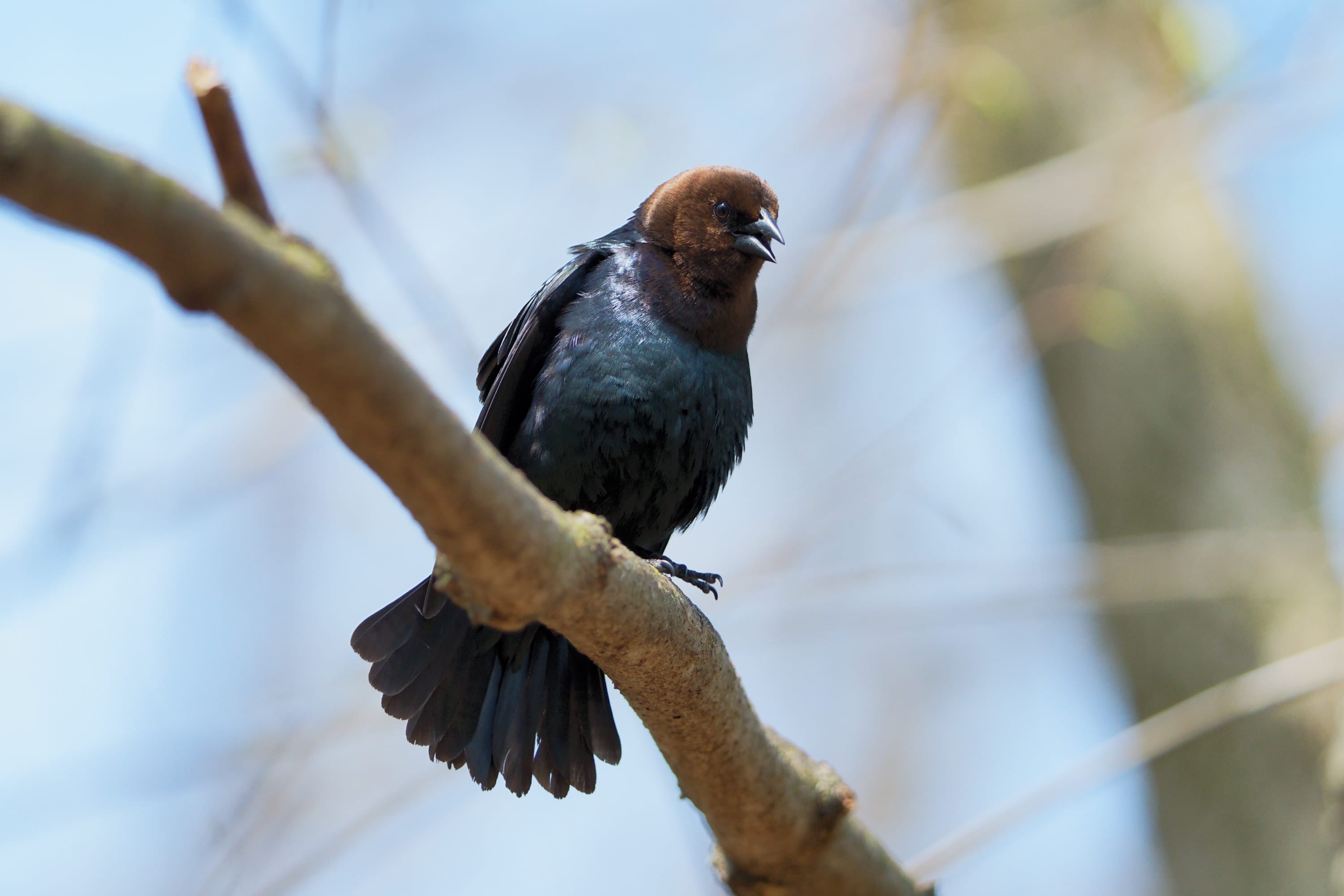 A male cowbird, glossy black with a brown head, perches on a bare branch against a pale sky.