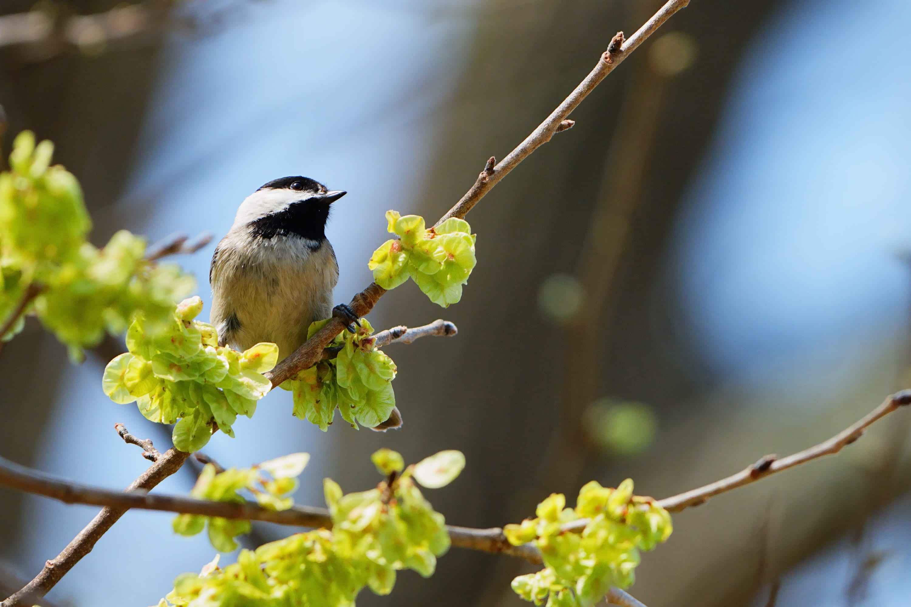 A black-capped chickadee among fresh spring leaves.