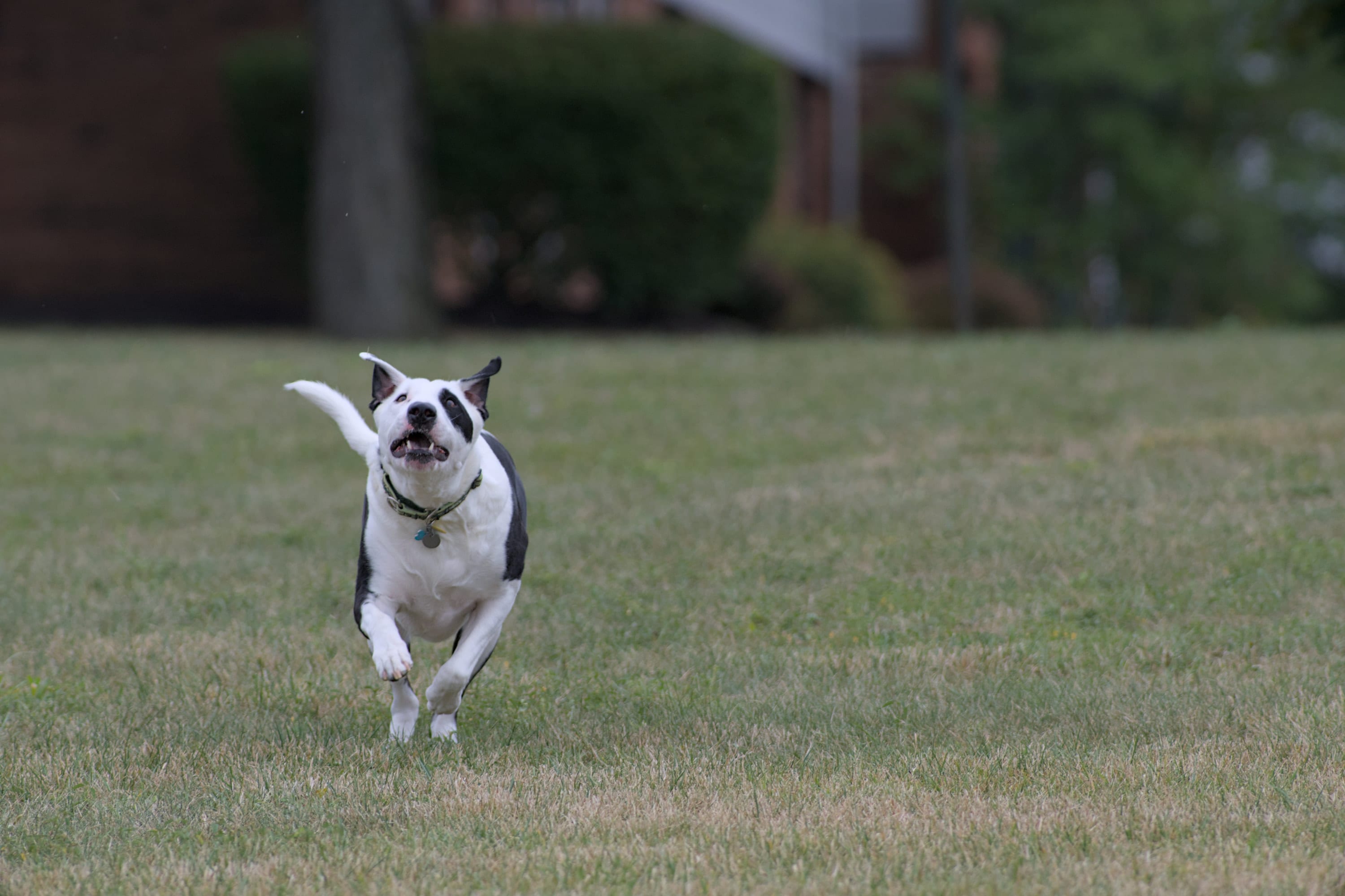 Ollie running across a lawn straight toward the camera.
