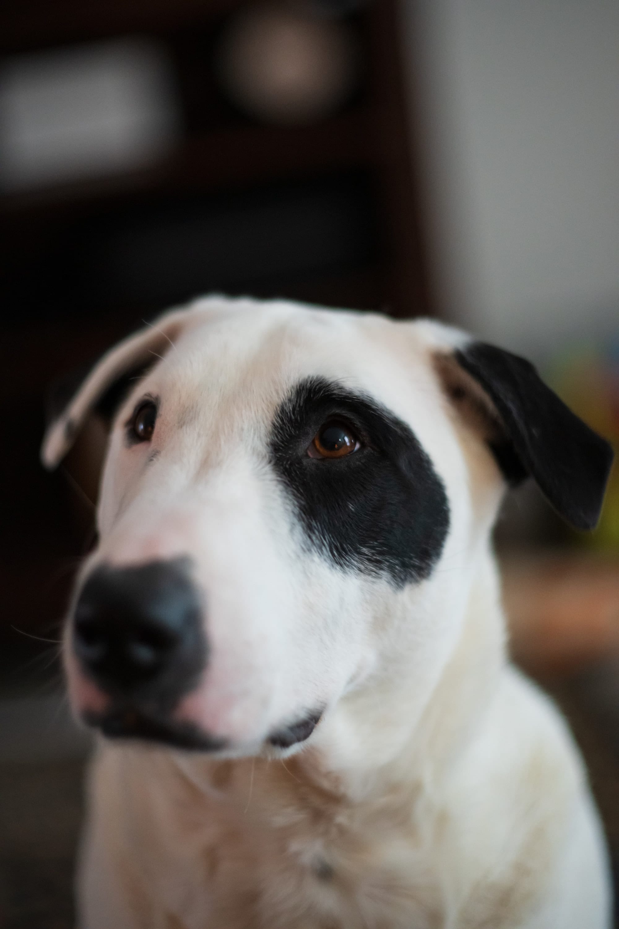 Ollie looking just past the camera, his white face and black eye patch lit from the side.