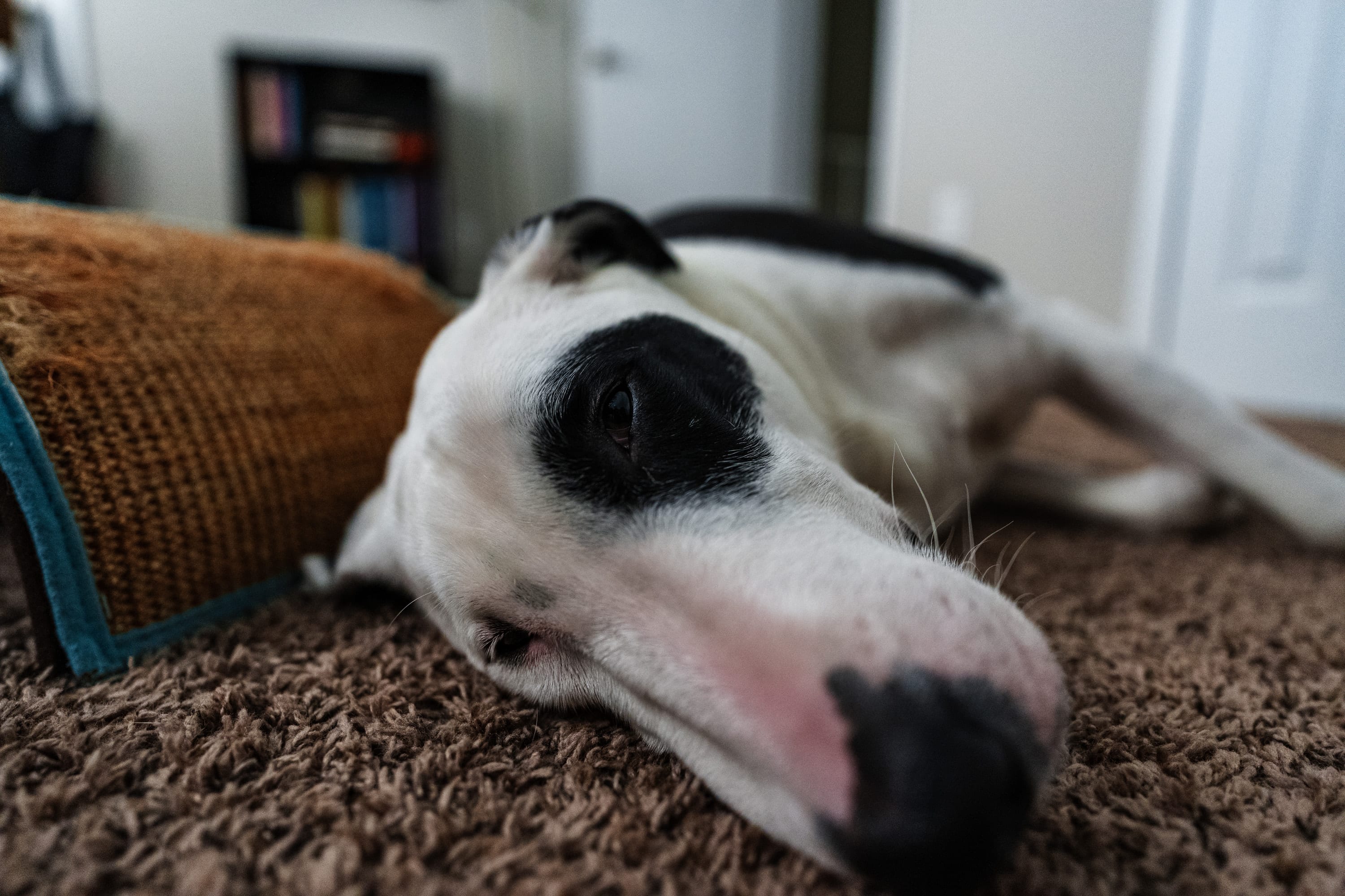 Ollie stretched out on a carpet with his head down, seen up close from floor level.