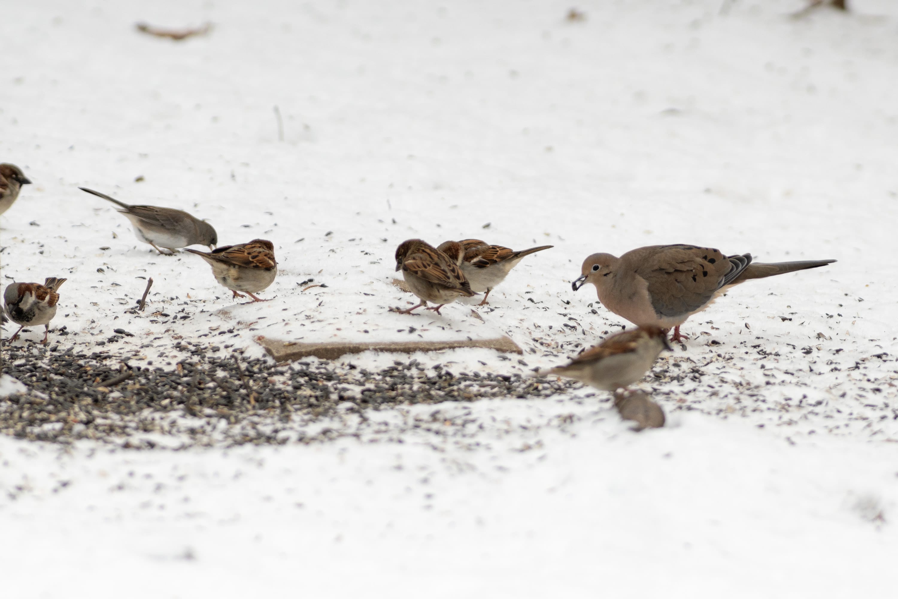 Sparrows and a mourning dove picking through seed scattered on snow.