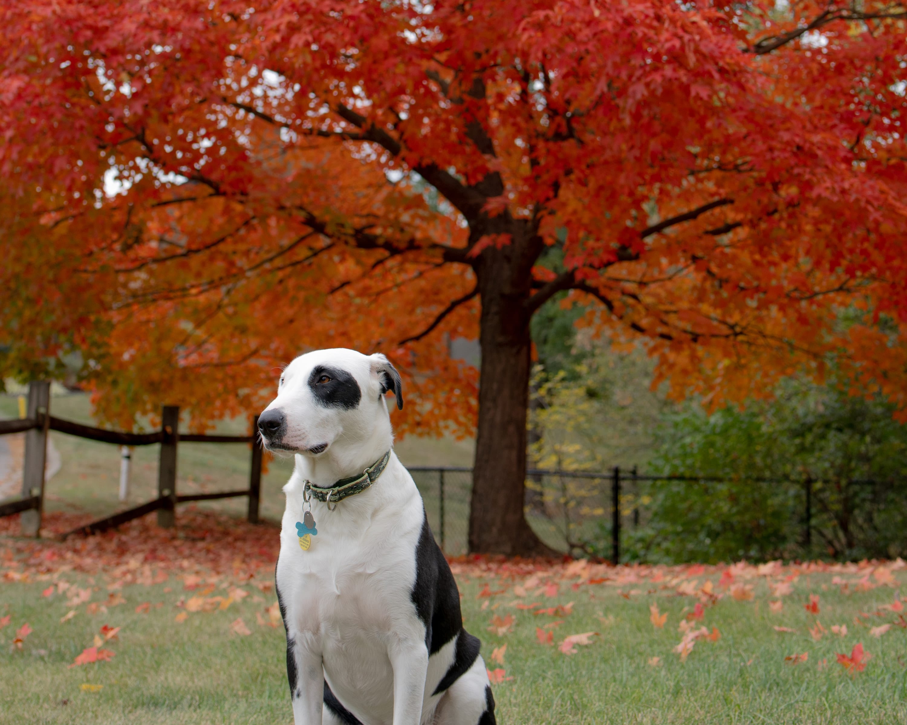 Ollie sitting on the grass beneath the red maple, a split-rail fence behind him.