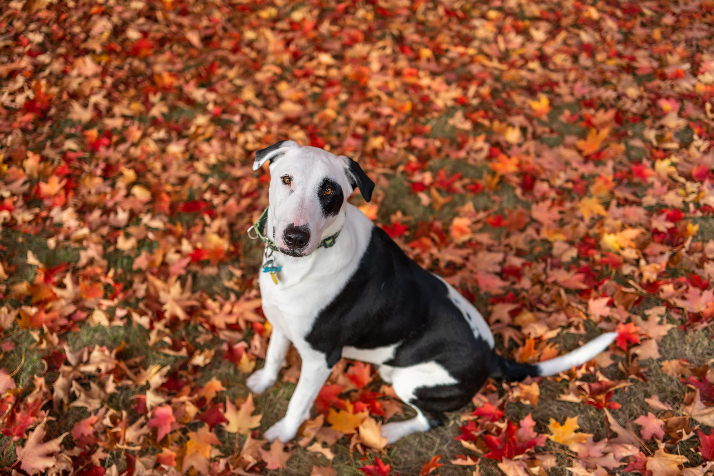 Ollie sitting in a carpet of fallen red and orange leaves.