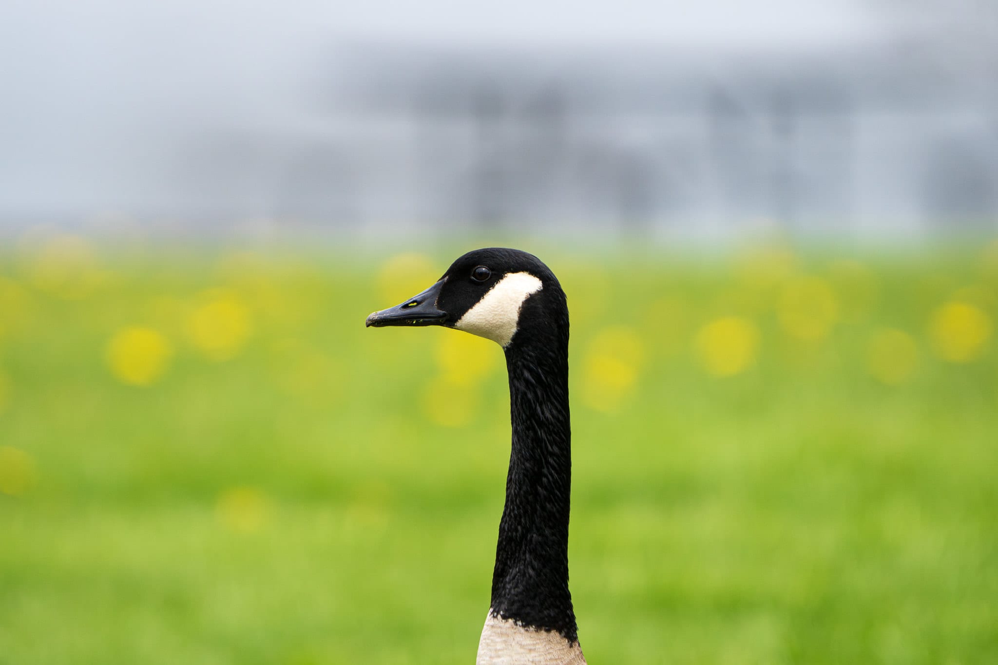 The head and neck of a Canada goose rising out of a green field dotted with yellow dandelions.