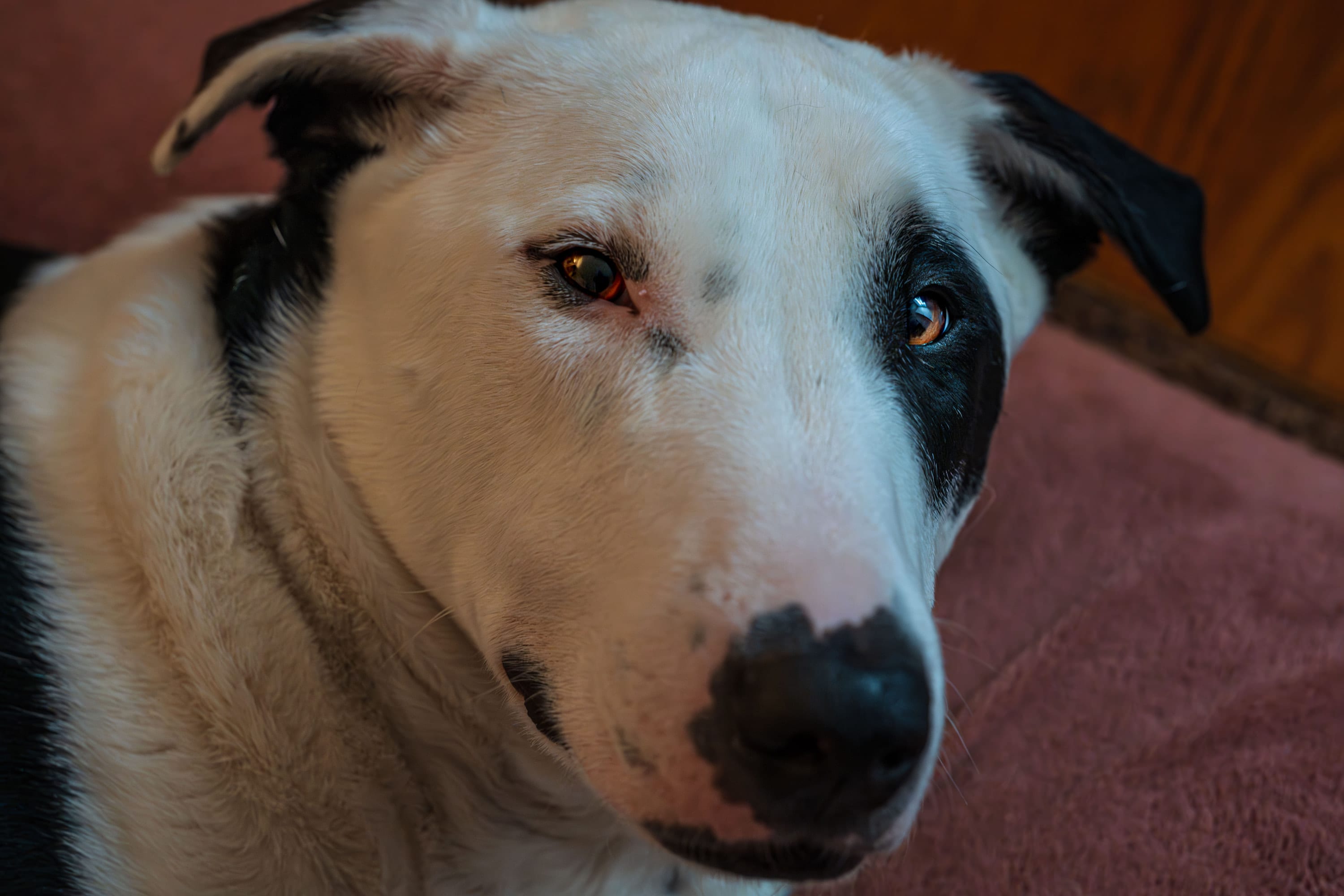 Close-up of Ollie's face against a red blanket, a black patch over one eye.