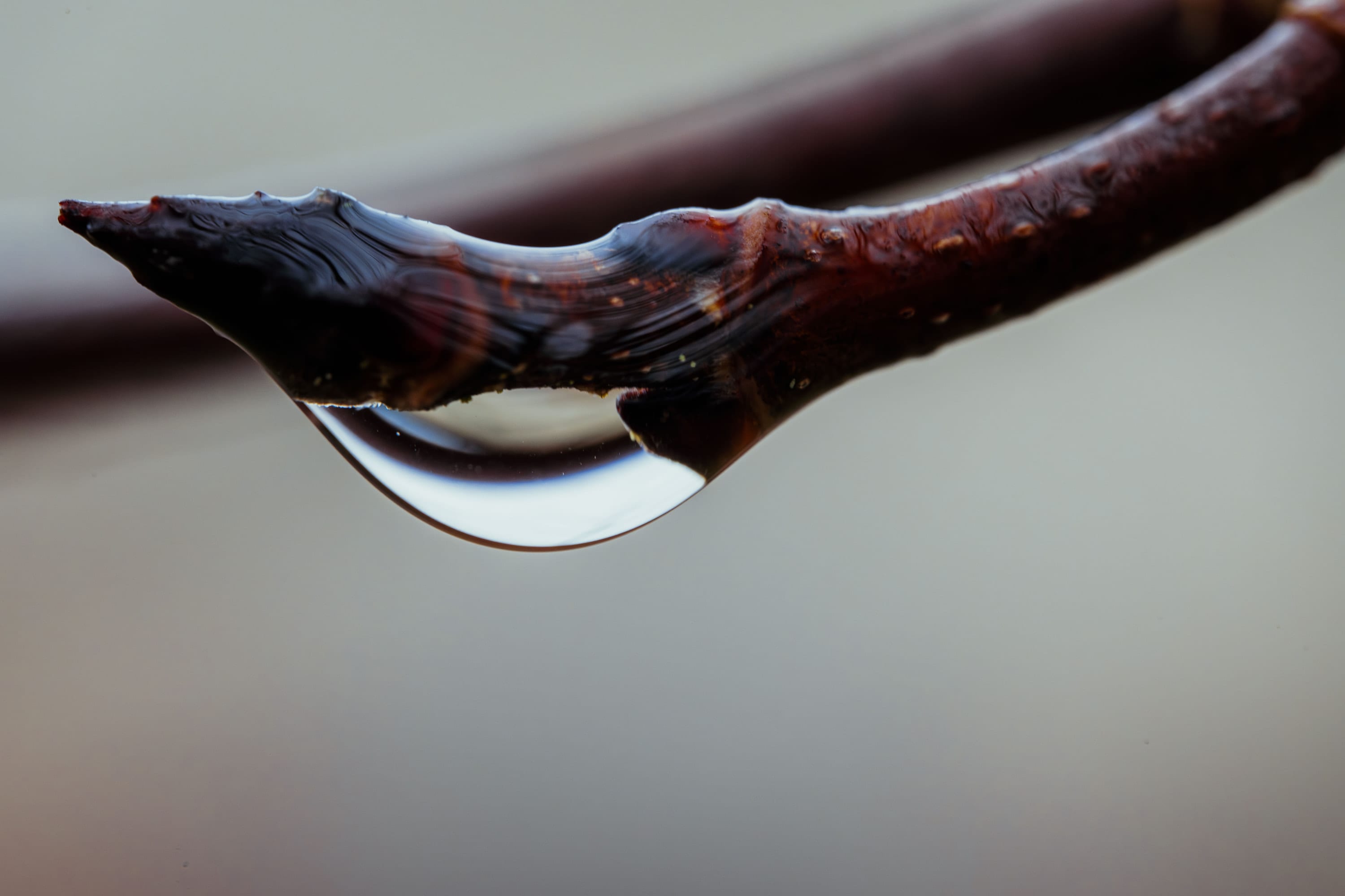 A water droplet hanging from a red bud at the tip of a bare twig.